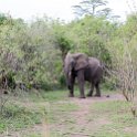 ZMB EAS SouthLuangwa 2016DEC09 KapaniLodge 001 : 2016, 2016 - African Adventures, Africa, Date, December, Eastern, Kapani Lodge, Mfuwe, Month, Places, South Luanga, Trips, Year, Zambia